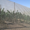 We passeren een bananen plantage