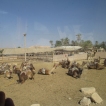 De kamelen liggen te wachten op onze tocht