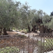De hof van Gethsemane
