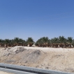 In de woestijn van Judea is af en toe een dadelpalmenveld te zien.