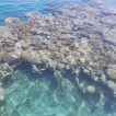 Bij Coral Beach in Eilat zijn prachtige vissen en koralen te zien