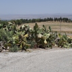 Prachtige cactussen