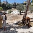 Een paar herderinnen