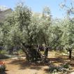 Bij de oude olijfbomen denken we aan wat de Heere Jezus hier heeft moeten en willen doorstaan