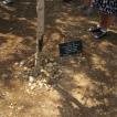 Een boom voor Corrie ten Boom