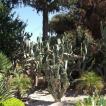 Bovenop de berg Thabor groeien prachtige cactussen.