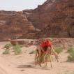Wadi Rum 14