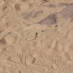 Wadi Rum 31 (een hagedis)