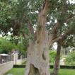 In Jericho bij de boom van Zacheüs