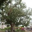 Nogmaals de boom